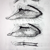 kretania sephirus kubanensis first description 3